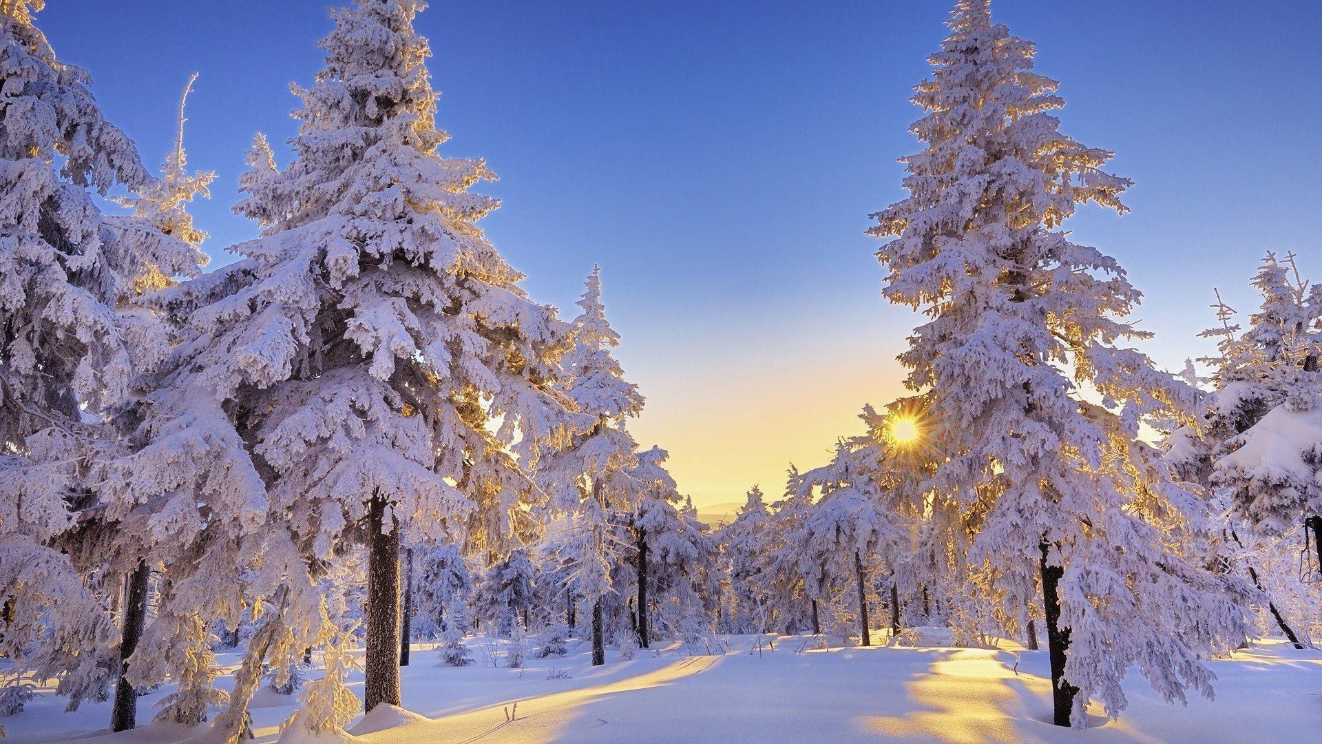 Snowy Forest